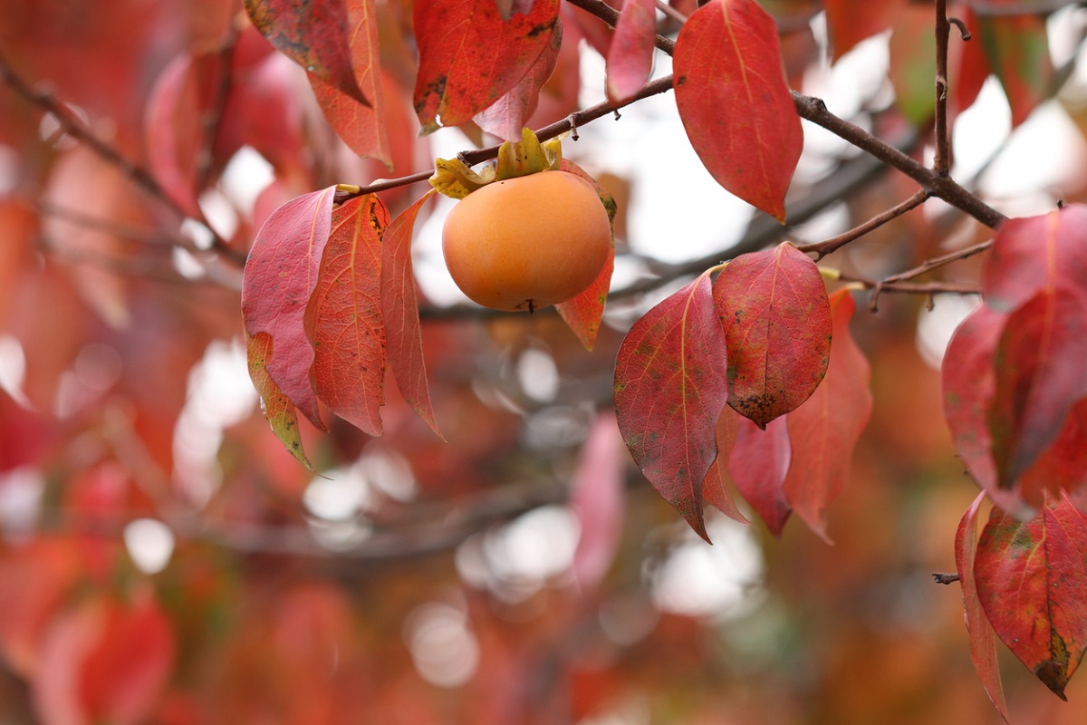 Hurmikaki v slovenskej záhrade